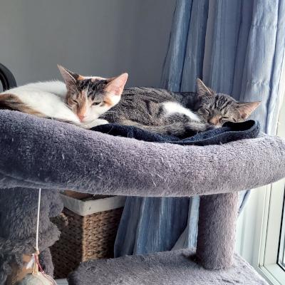 Claire, a Adoptable Domestic Short Hair in Mississauga, ON image 3/6