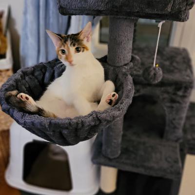 Claire, a Adoptable Domestic Short Hair in Mississauga, ON image 4/6
