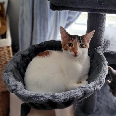 Claire, Adoptable, Kitten Female Domestic Short Hair.