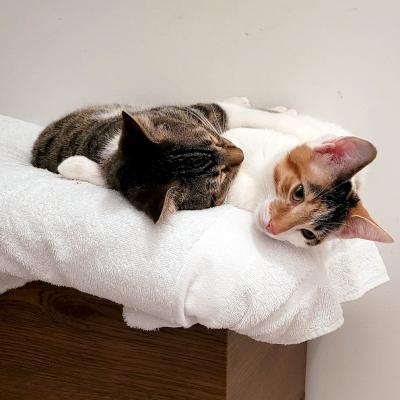 Claire, a Adoptable Domestic Short Hair in Mississauga, ON image 5/6