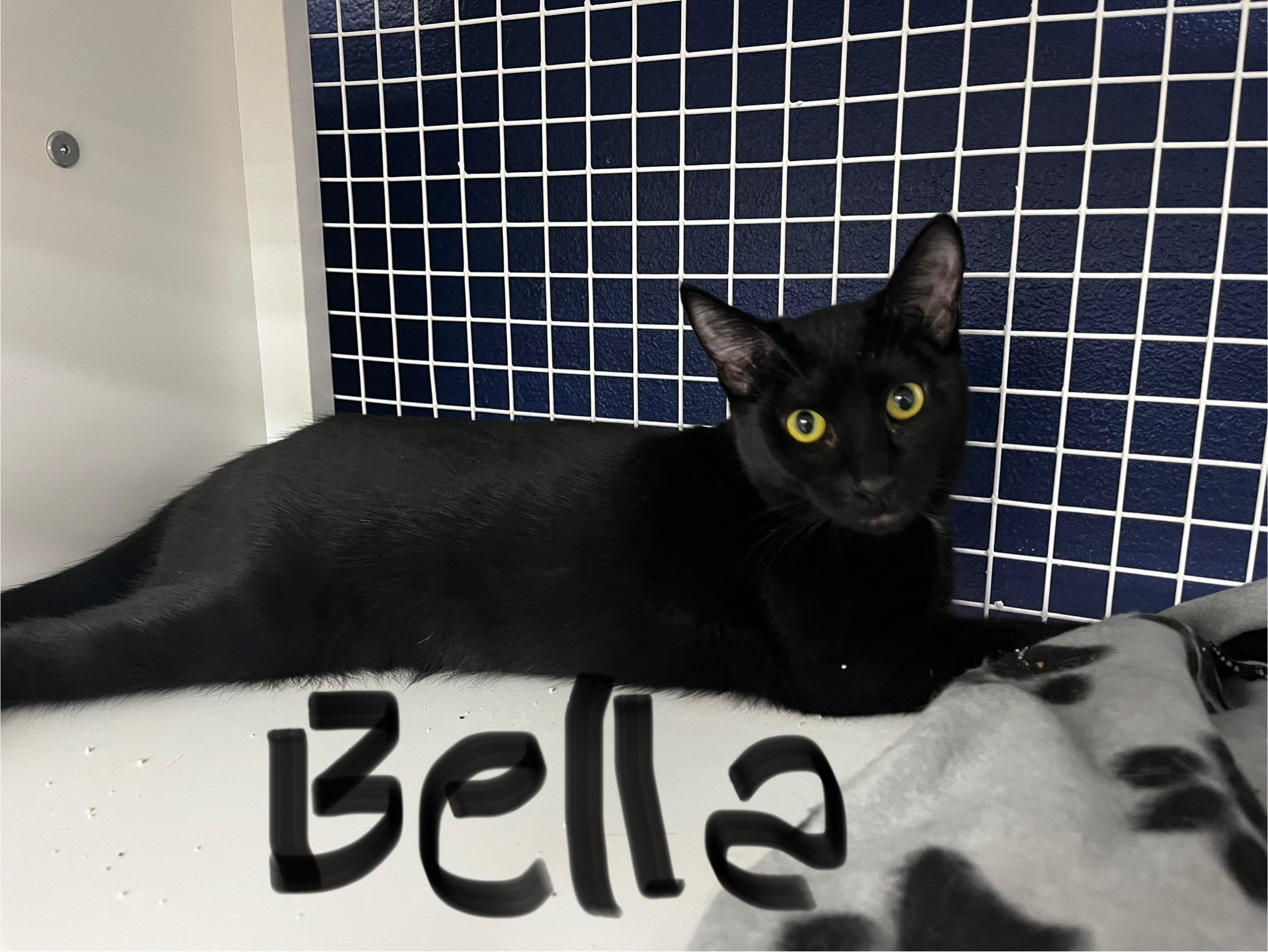 Enlarge Bella, a Adoptable Domestic Short Hair in Monrovia , CA image 1/1