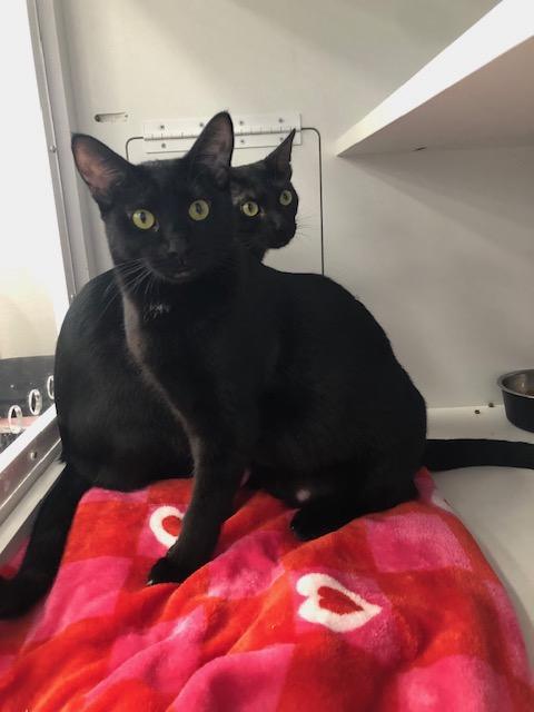 Bella, a Adoptable Domestic Short Hair in Monrovia , CA image 4/6