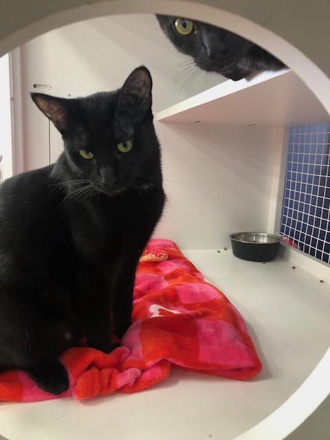 Bella, a Adoptable Domestic Short Hair in Monrovia , CA image 2/6