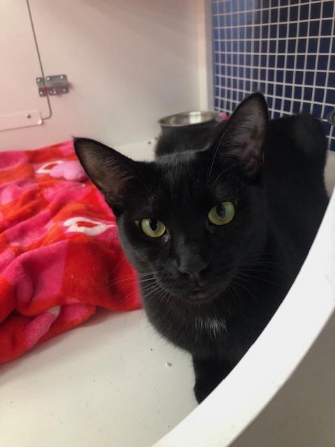 Bella, Adoptable, Kitten Female Domestic Short Hair.