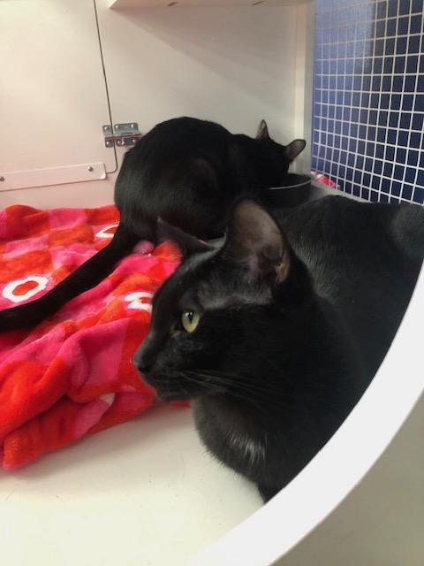 Bella, a Adoptable Domestic Short Hair in Monrovia , CA image 6/6