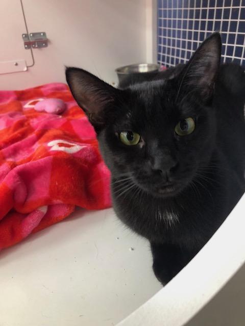 Bella, a Adoptable Domestic Short Hair in Monrovia , CA image 5/6