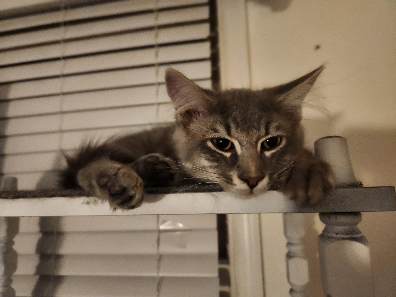 *Owen Braveheart, Adopted, Kitten Male Domestic Medium Hair.