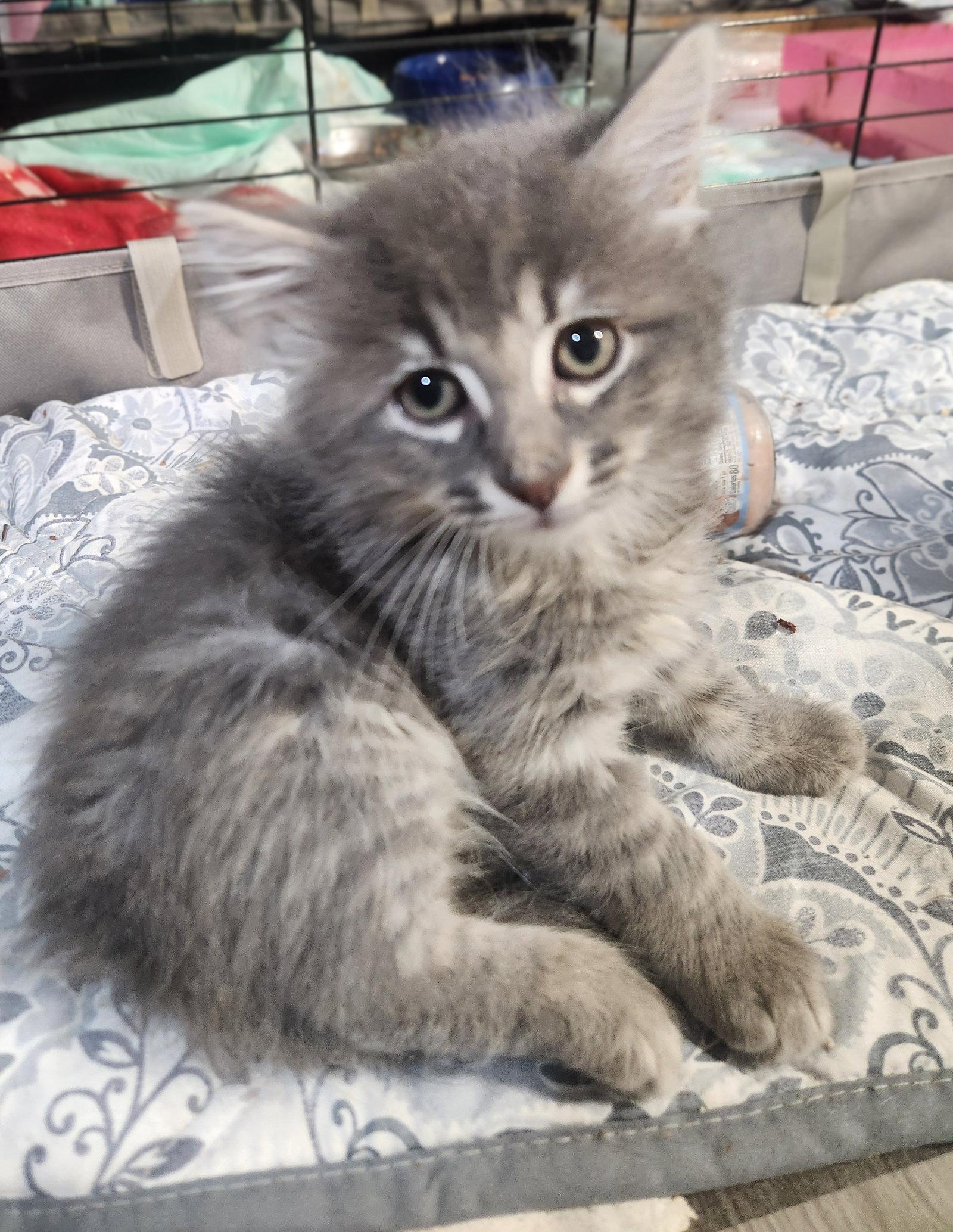 Enlarge *Owen Braveheart, a Adopted Domestic Medium Hair in Forest, VA image 2/3