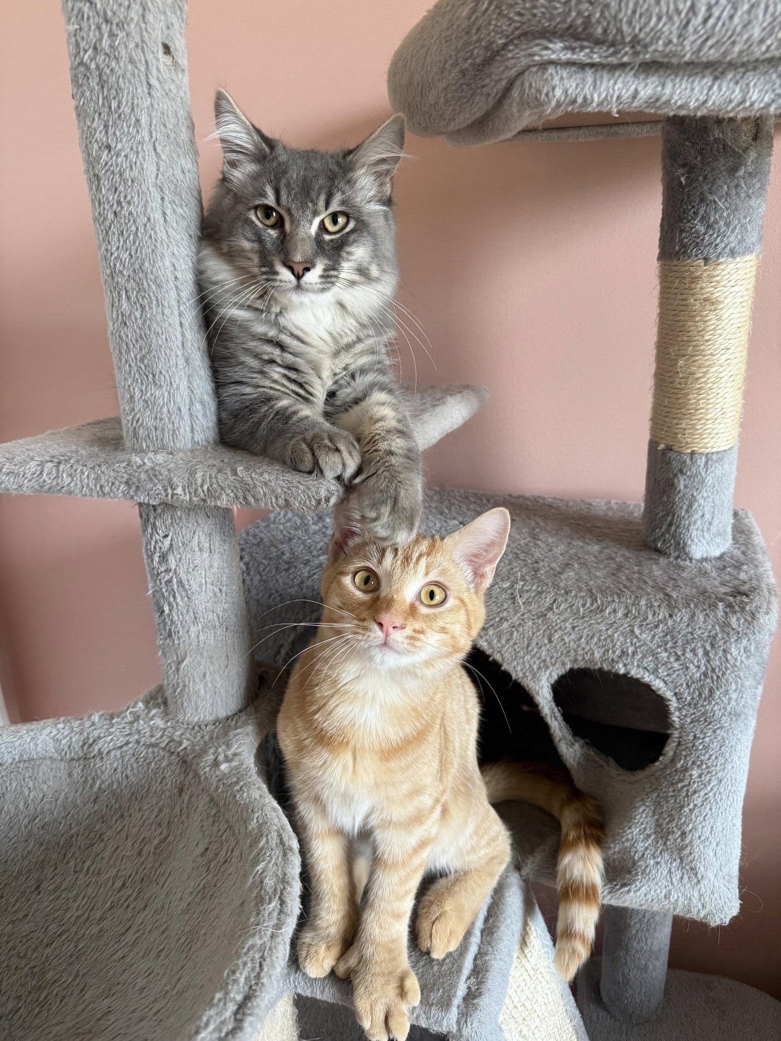 Enlarge *Owen Braveheart, a Adopted Domestic Medium Hair in Forest, VA image 3/3