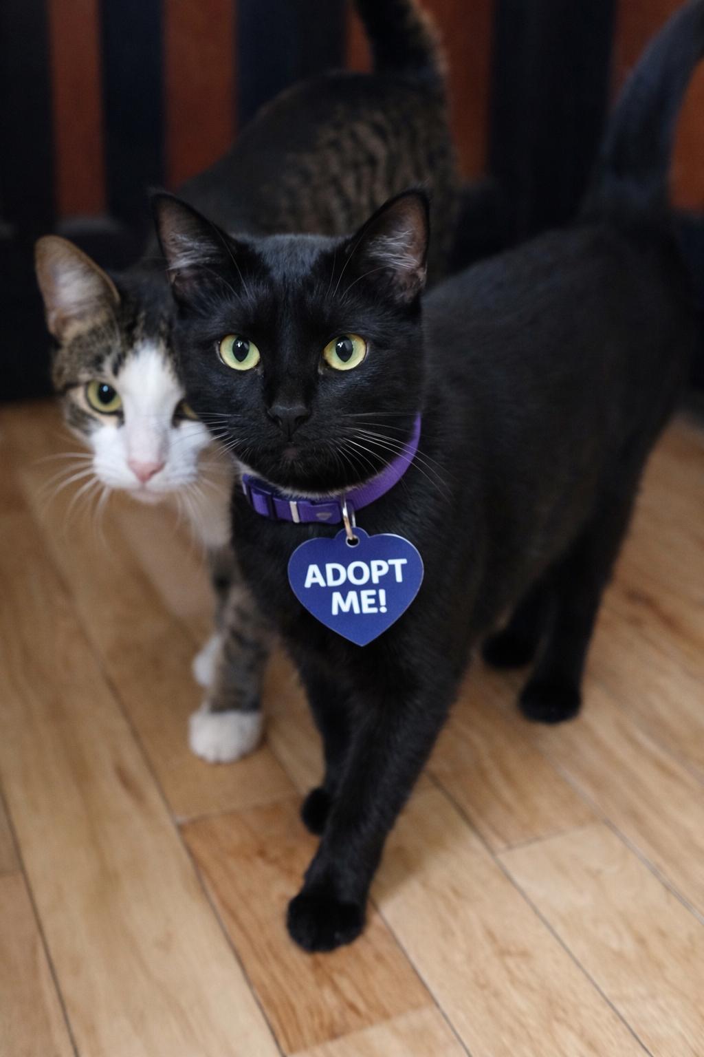 Enlarge M&M, a Adoptable Domestic Short Hair in Sodus, NY image 1/1