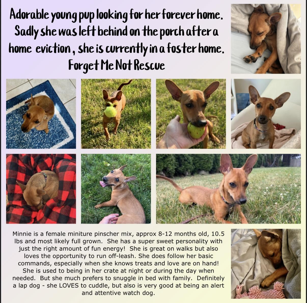 Doori aka Mini, Adopted, Adult Female Miniature Pinscher & Chihuahua.