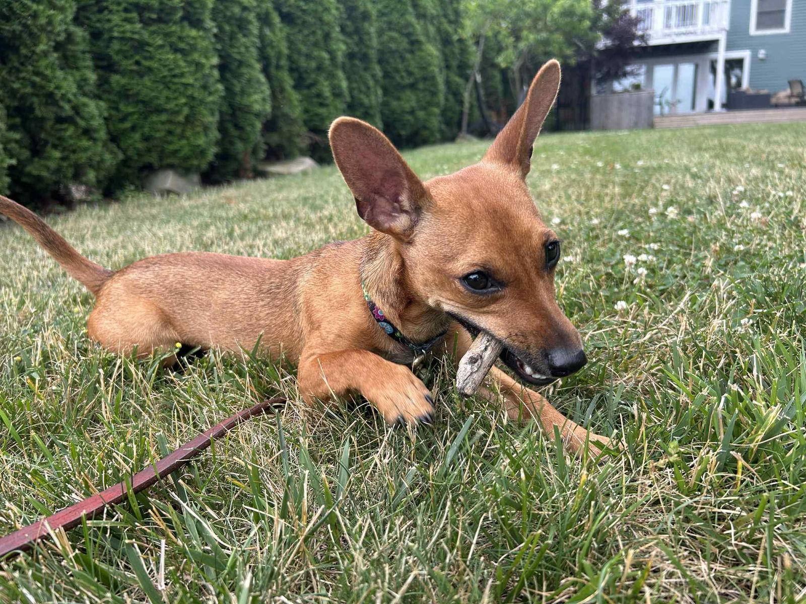 Enlarge Doori aka Mini, a Adopted mixed breed in Strongsville, OH image 2/2