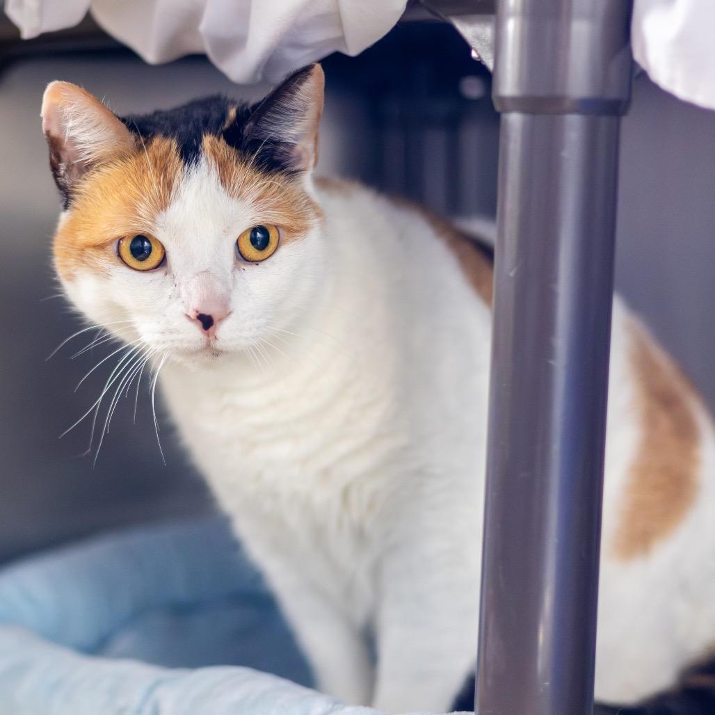 Janis Joplin — thumbnail 2