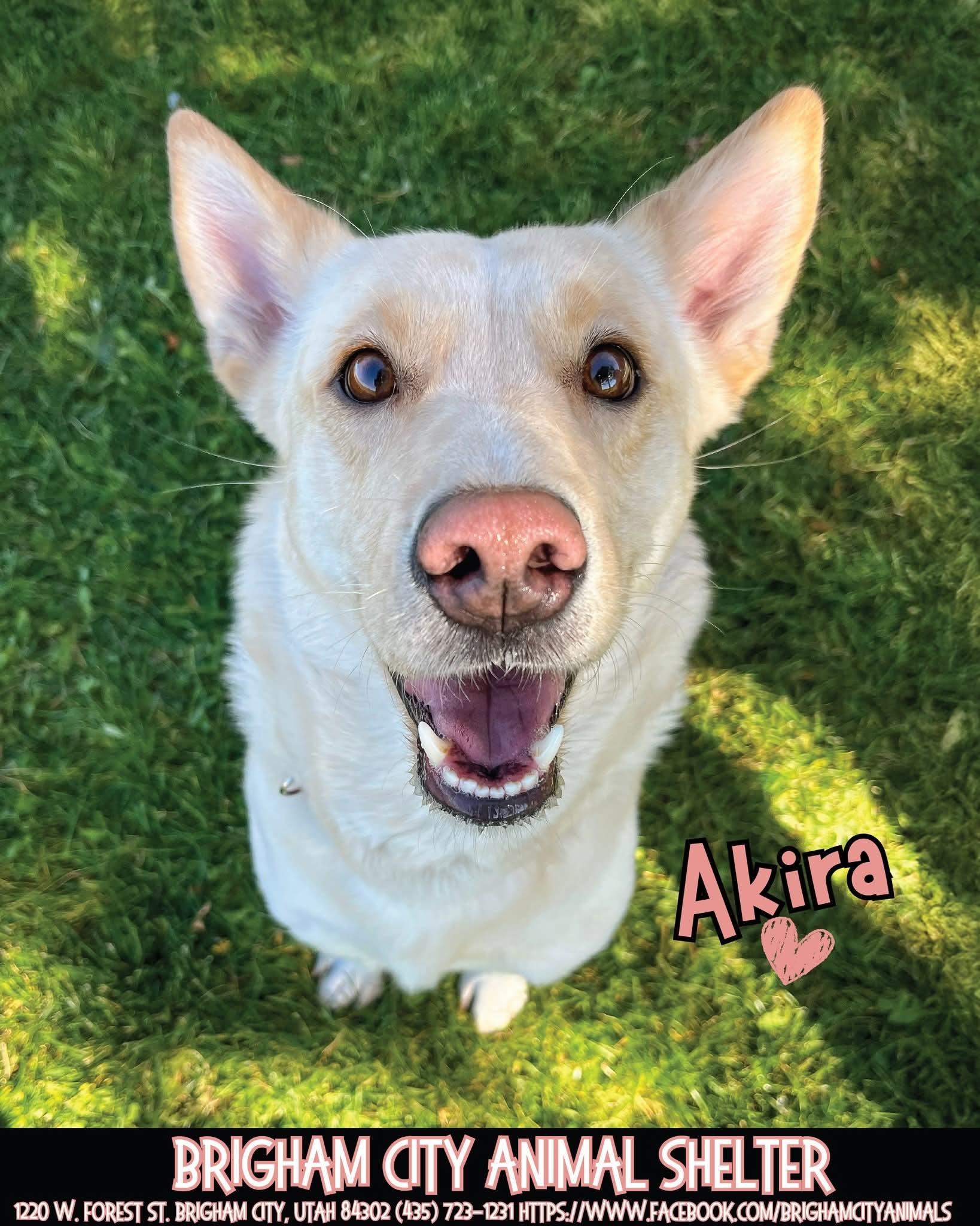 Akira, Adopted, Adult Female Husky.