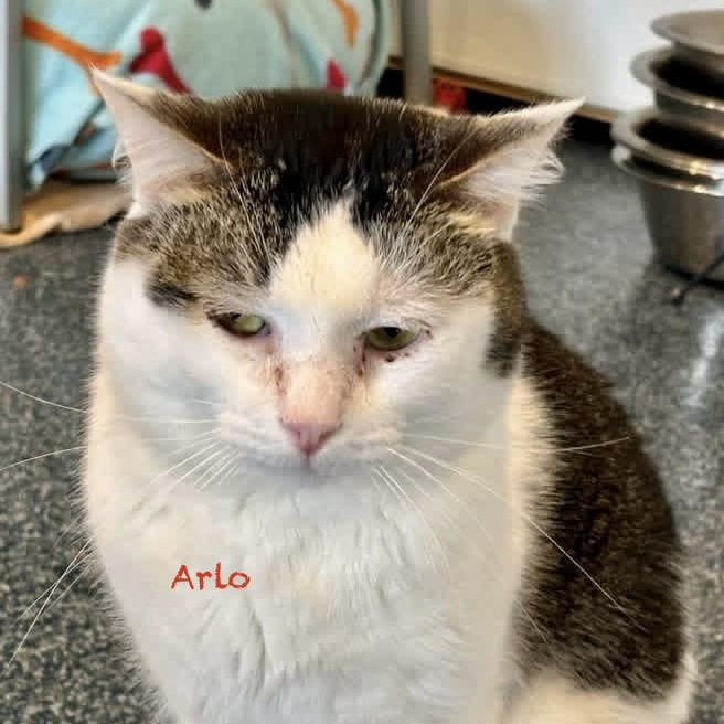 Arlo, adoptable, Adult Male Domestic Medium Hair & Tabby.