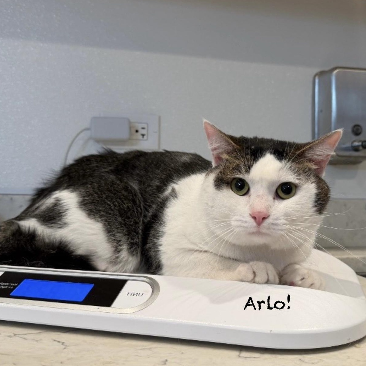 Enlarge Arlo, an adoptable mixed breed in Palatine, IL image 2/2