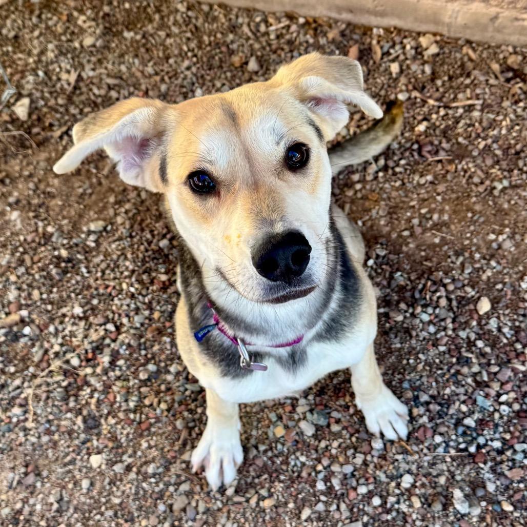 Mesa, Adoptable, Adult Female Mixed Breed.