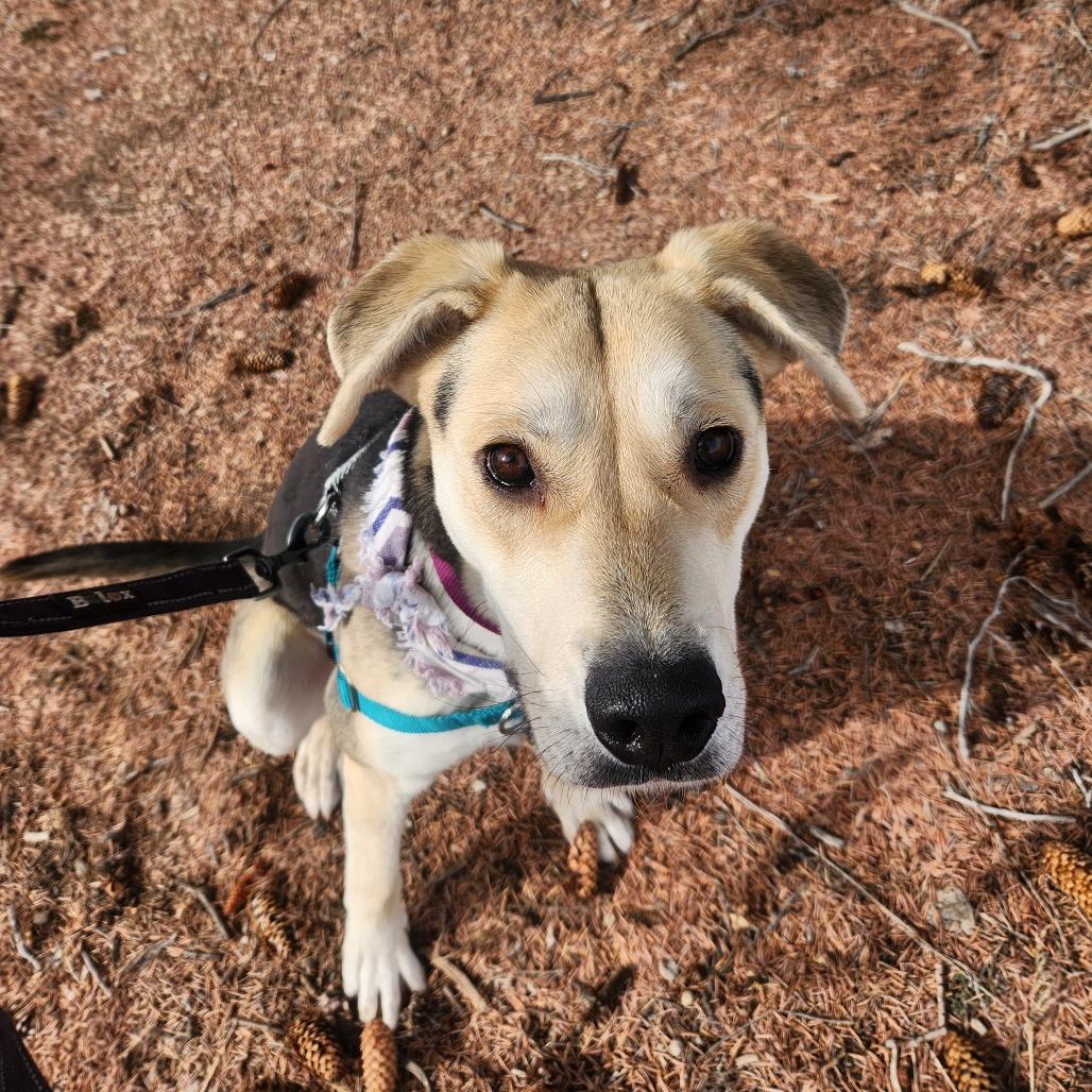 Enlarge Mesa, a Adoptable Mixed Breed in Glenwood Springs, CO image 3/6