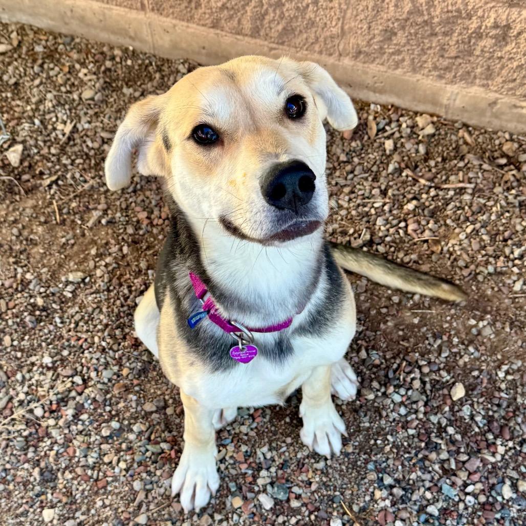 Enlarge Mesa, a Adoptable Mixed Breed in Glenwood Springs, CO image 4/6