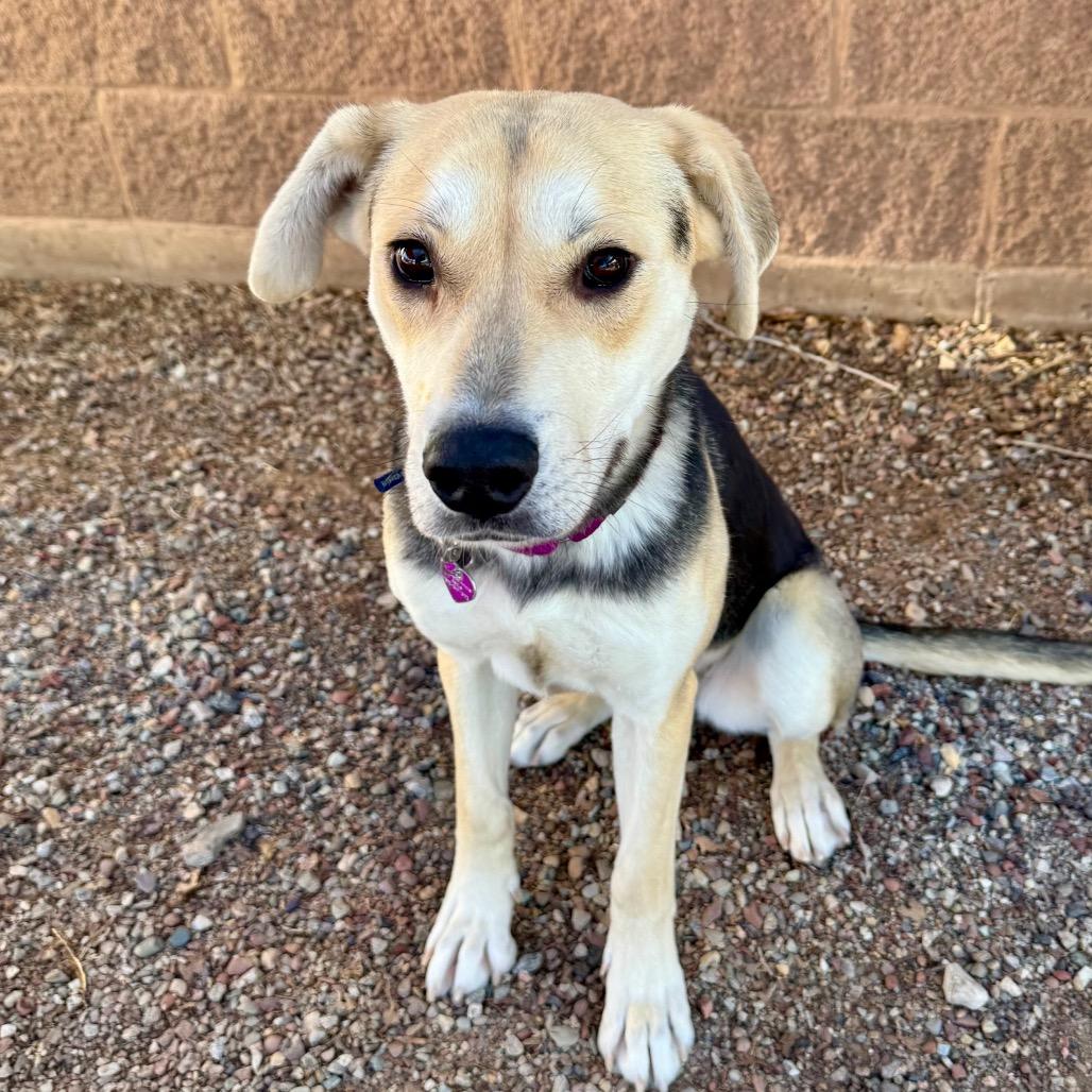 Enlarge Mesa, a Adoptable Mixed Breed in Glenwood Springs, CO image 6/6