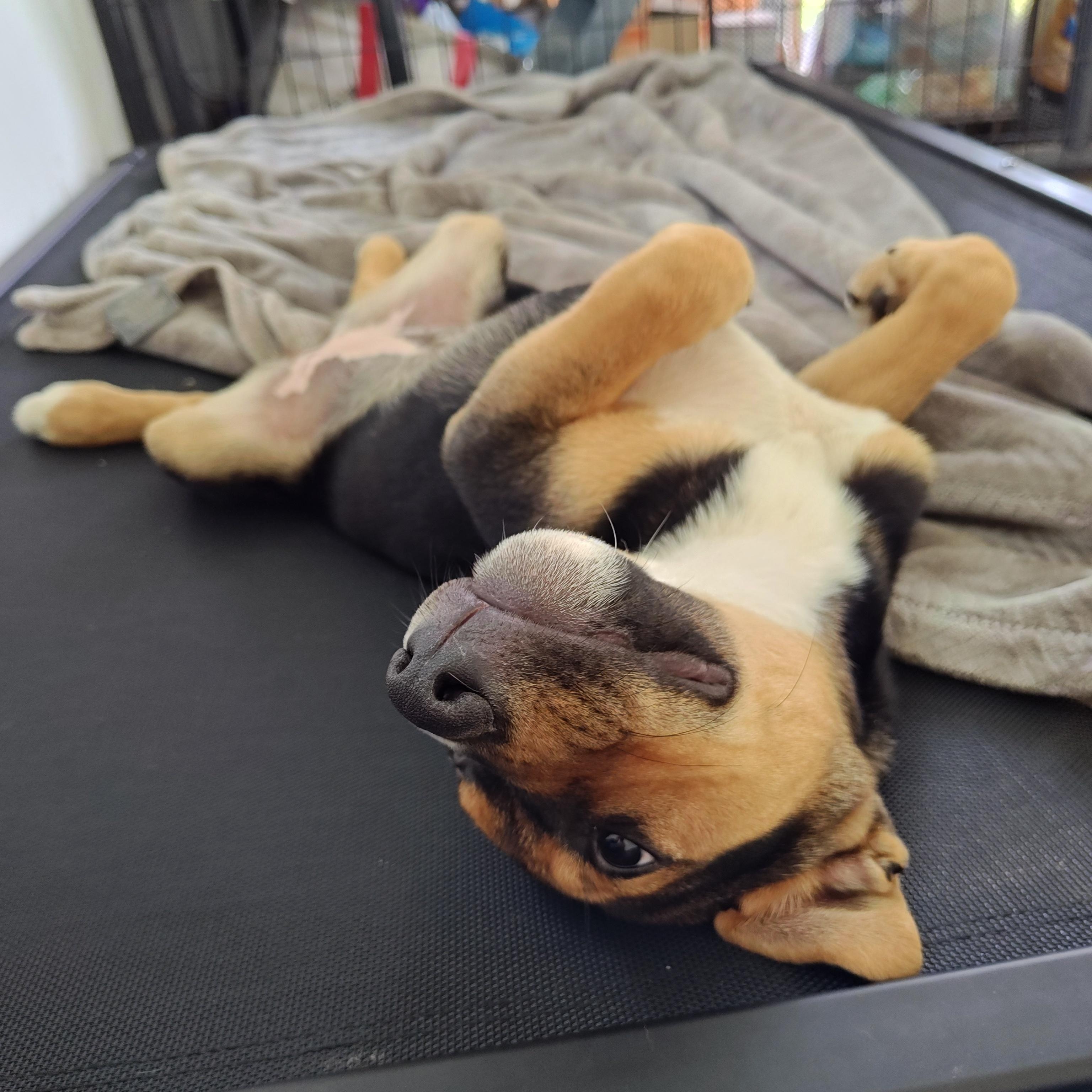 Lily, a ADOPTABLE mixed breed in Bellingham, WA image 2/5