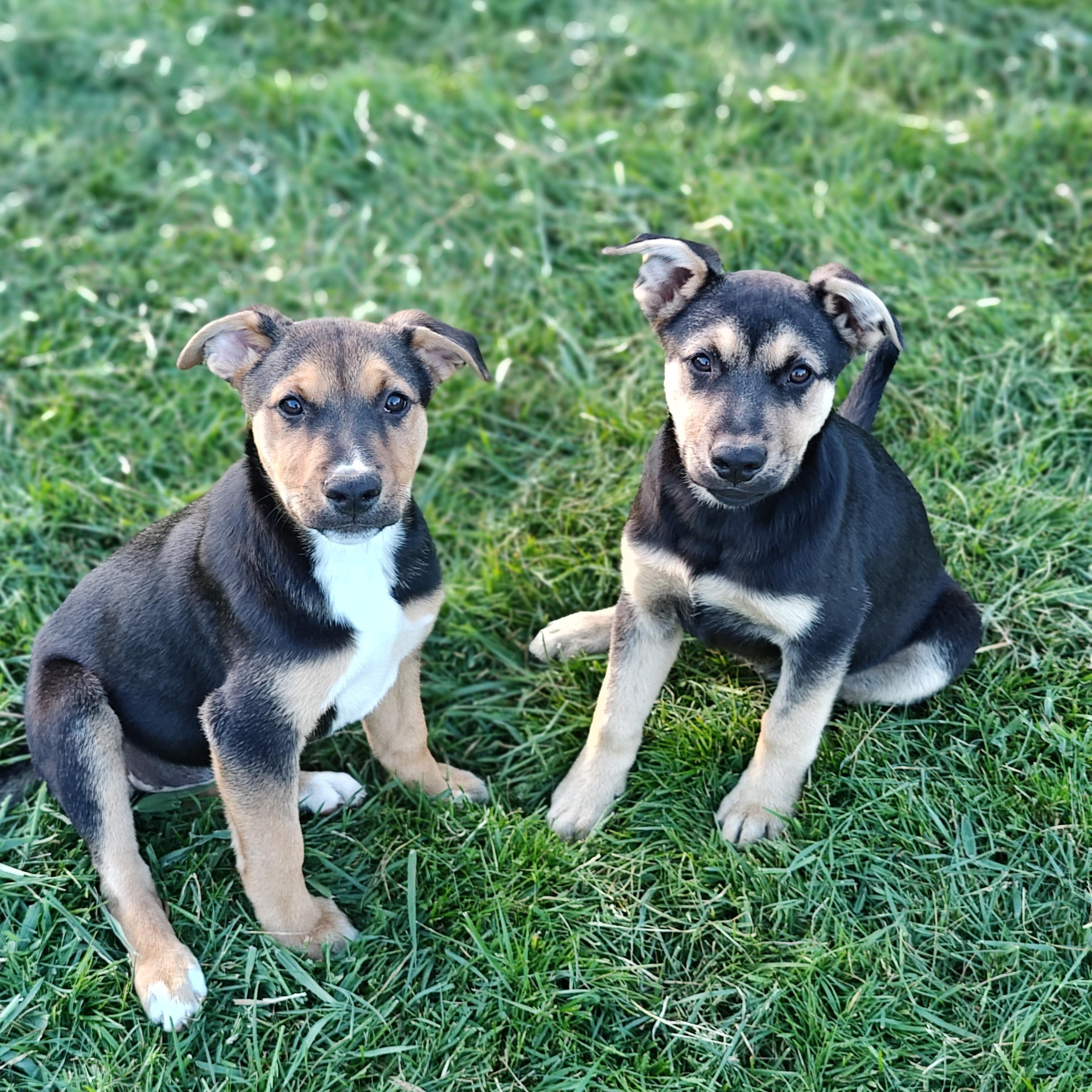 Lily, a ADOPTABLE mixed breed in Bellingham, WA image 3/5