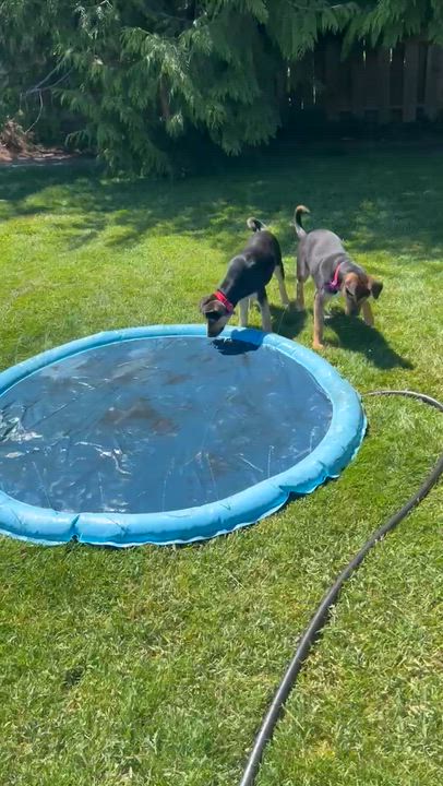 Enlarge Lily, a ADOPTABLE mixed breed in Bellingham, WA video 4/5