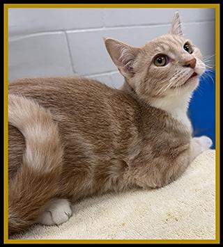 Enlarge SQUEAKY, a Adoptable Domestic Short Hair in Peoria, IL image 1/1