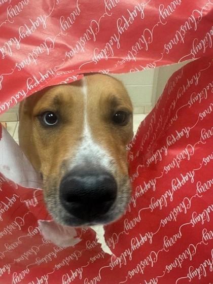 Enlarge Jefe, a Adoptable Mixed Breed in Farmers Branch, TX image 1/3