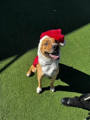 Jefe, Adoptable, Adult Male Mixed Breed & Mixed Breed.