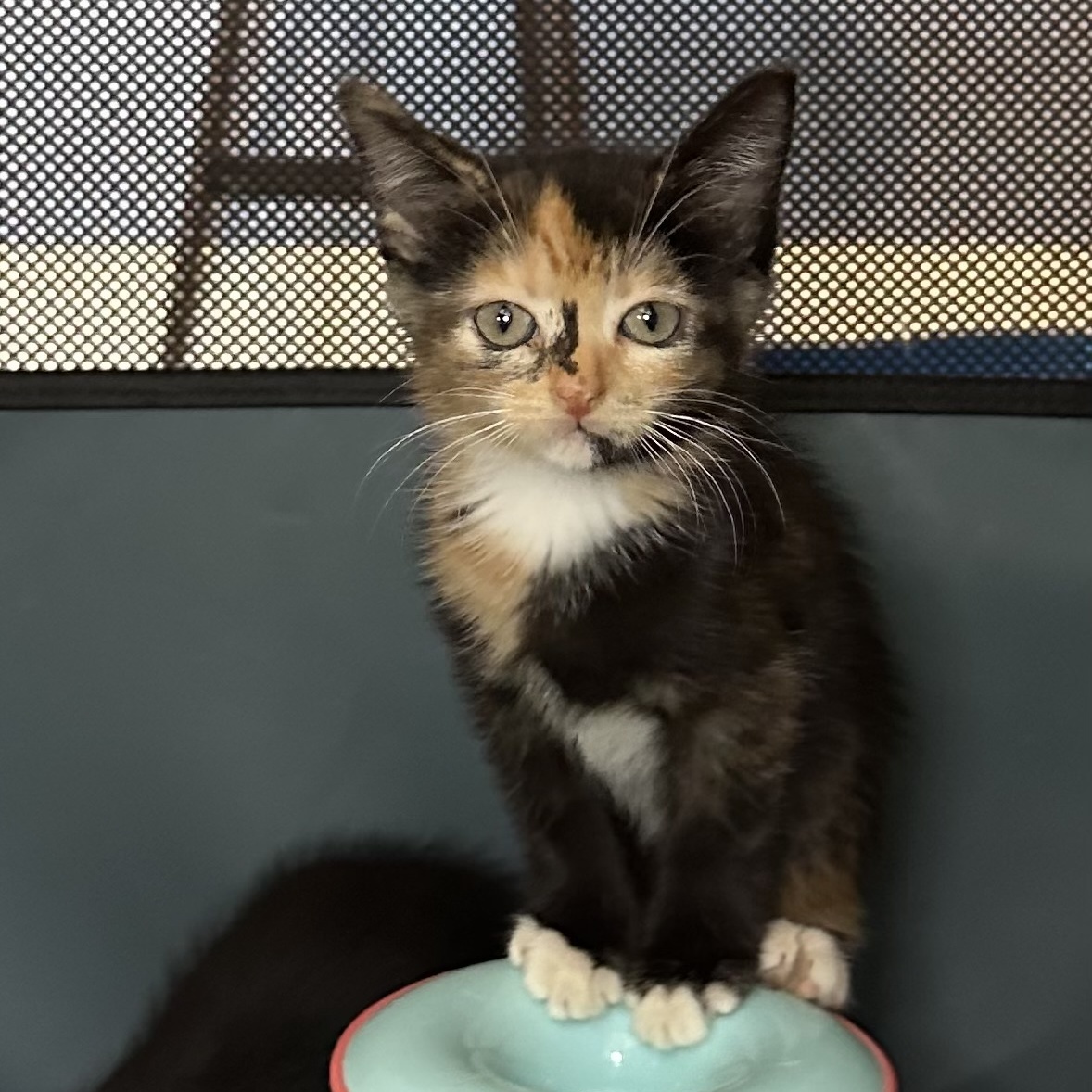 Cat for adoption Holly, a Domestic Short Hair & Tortoiseshell Mix in