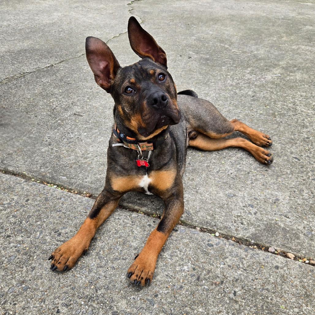 Enlarge Happy, a Adoptable mixed breed in Durham, NC image 1/4