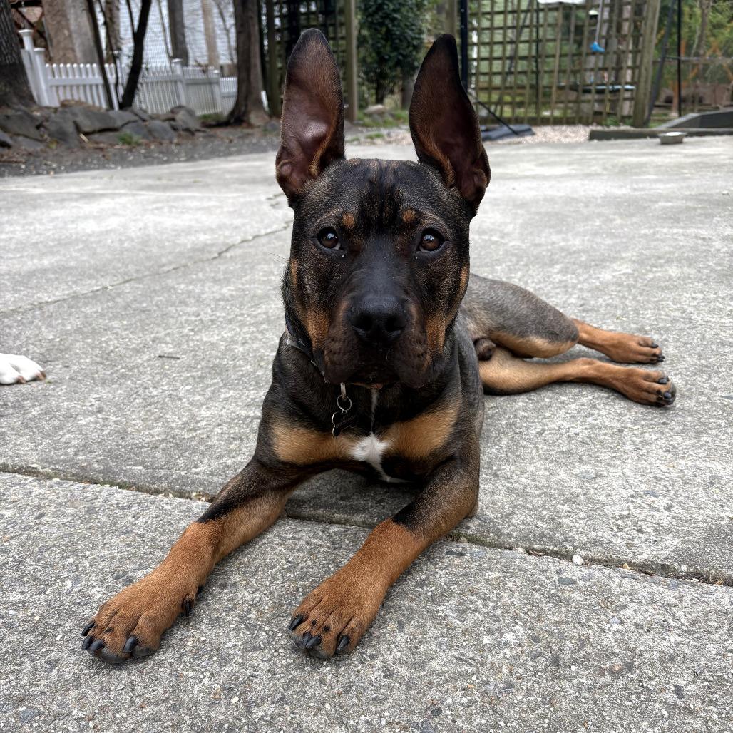 Enlarge Happy, a Adoptable mixed breed in Durham, NC image 3/4