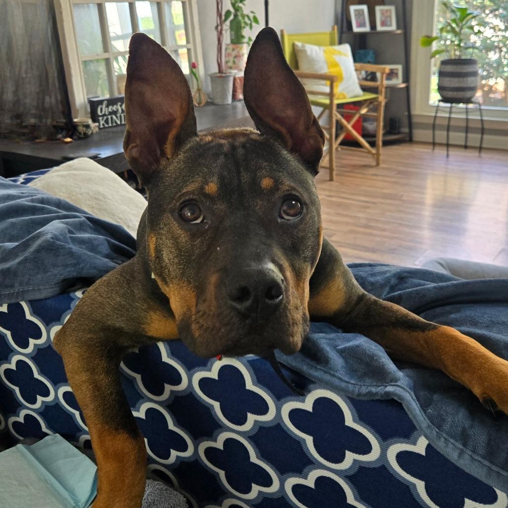 Enlarge Happy, a Adoptable mixed breed in Durham, NC image 4/4