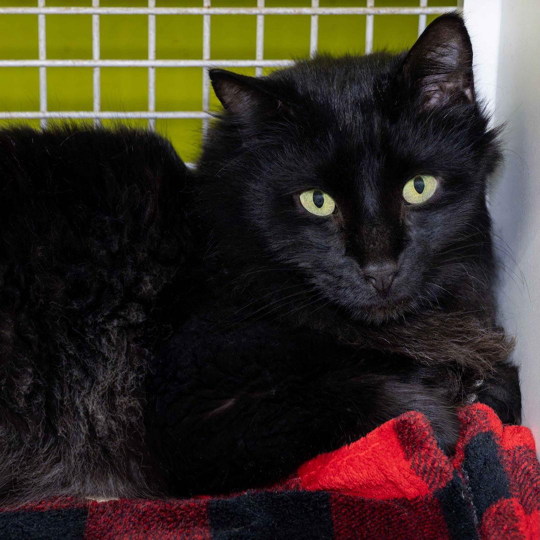 Georgie, Adopted, Young Male Domestic Medium Hair.