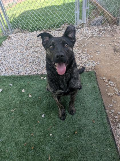 Smuckers, Adoptable, Adult Female Mixed Breed & Mixed Breed.