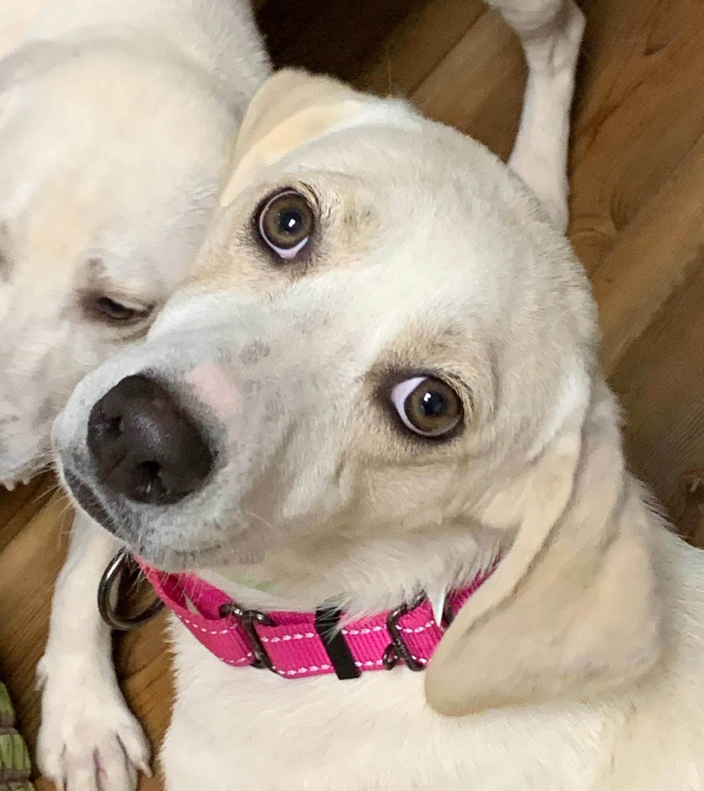 Shelby, Adopted, Young Female Spaniel.