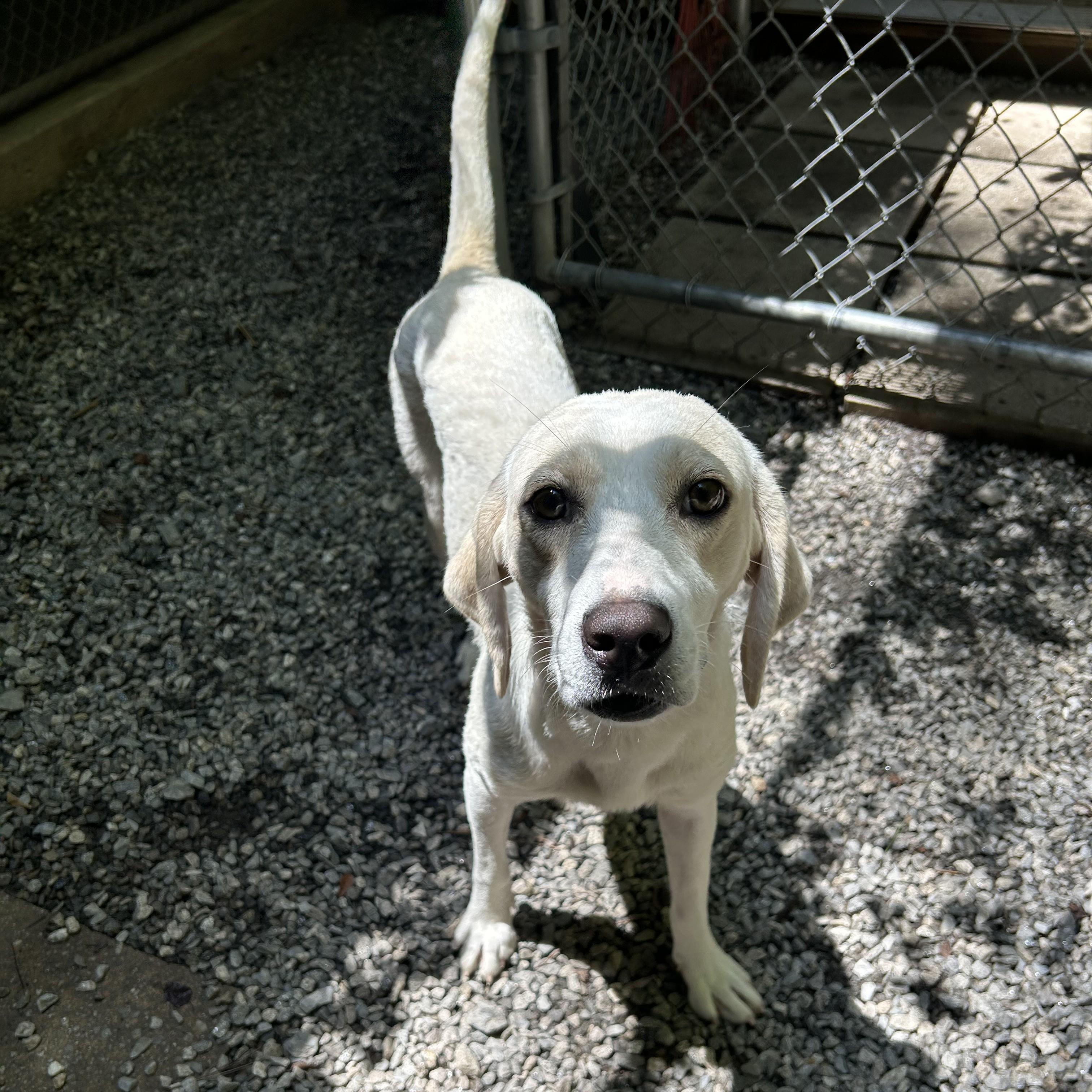 Shelby, a Adopted Spaniel in Jasper, GA image 2/2