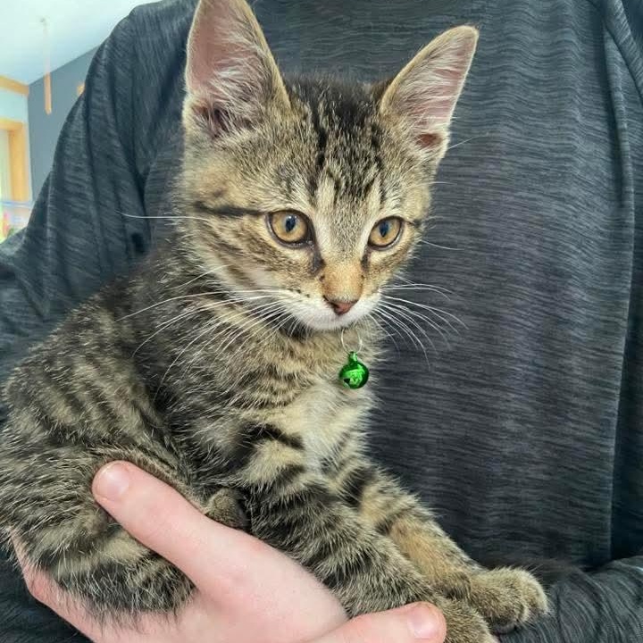 Lee, a Adoptable mixed breed in Kentwood, MI image 2/5