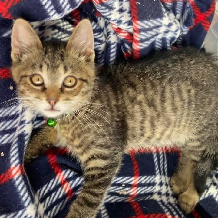 Lee, Adoptable, Kitten Male Tabby & Domestic Short Hair.