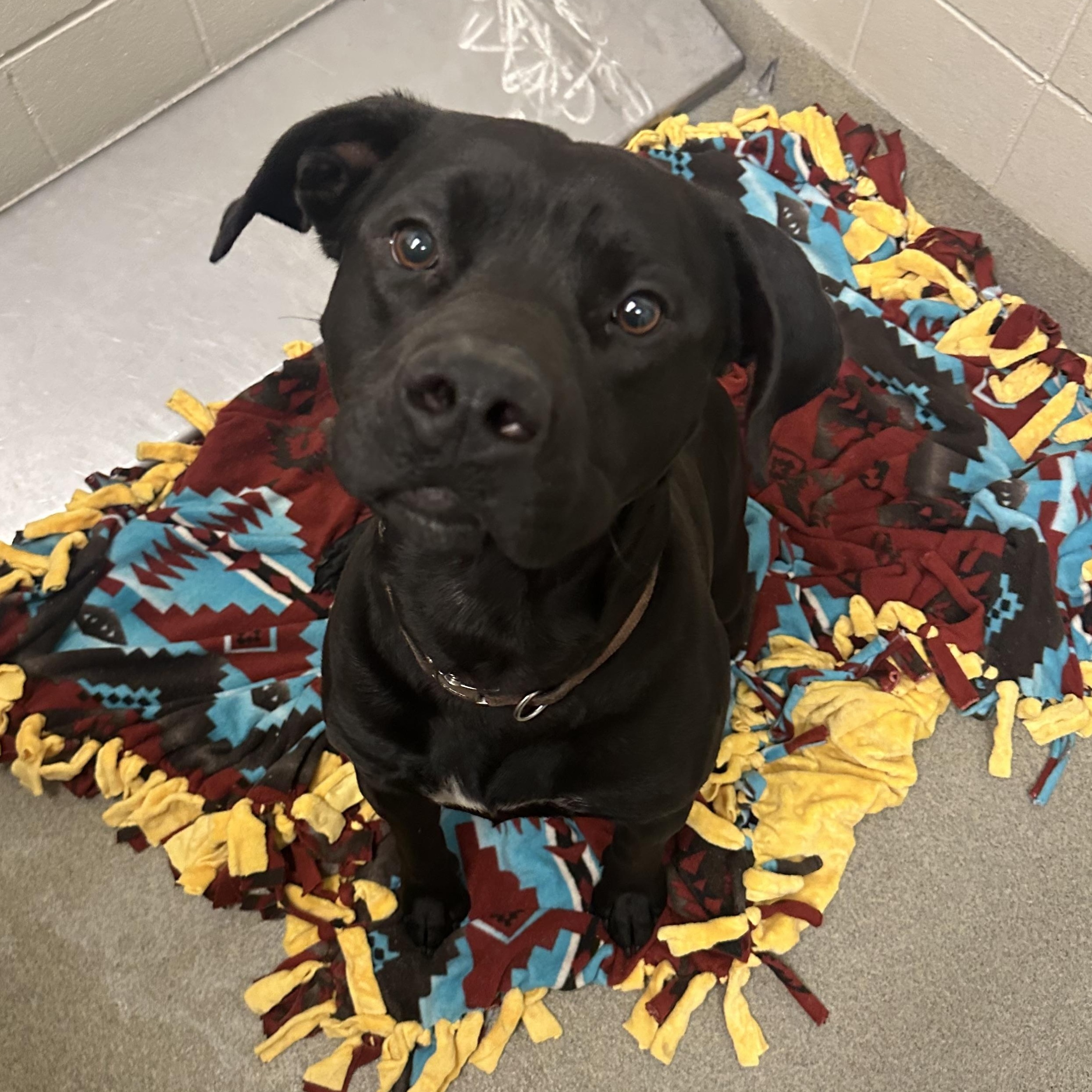 Enlarge Phoenix, a Adoptable Pit Bull Terrier in Kearney, NE image 1/1
