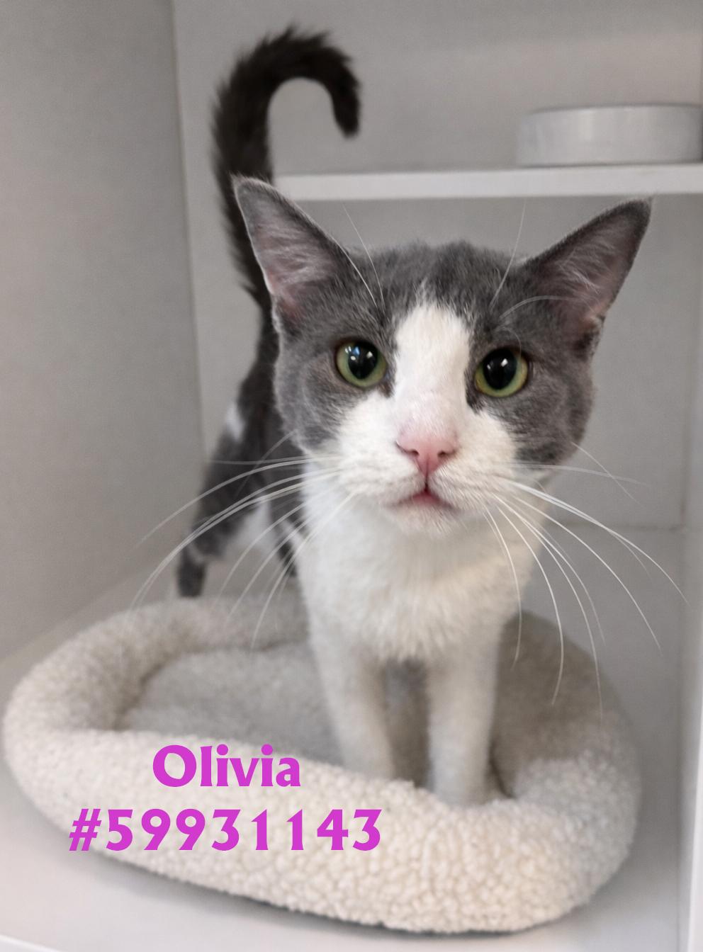 Enlarge Olivia , a ADOPTABLE Domestic Short Hair in Wilkes Barre, PA image 1/1