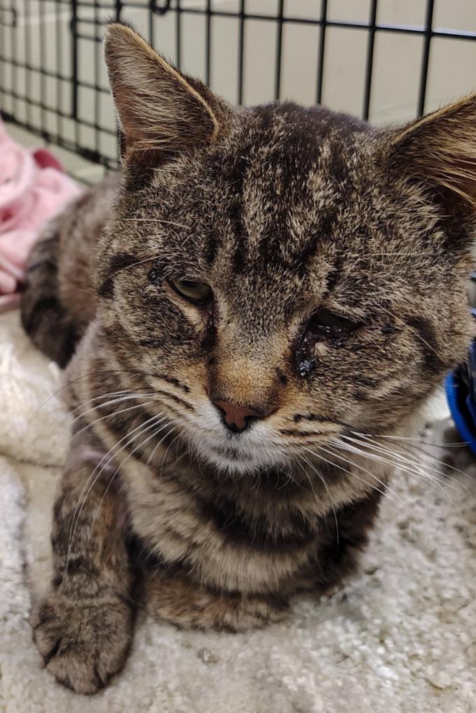 Tuffy, Adoptable, Young Male Domestic Short Hair.