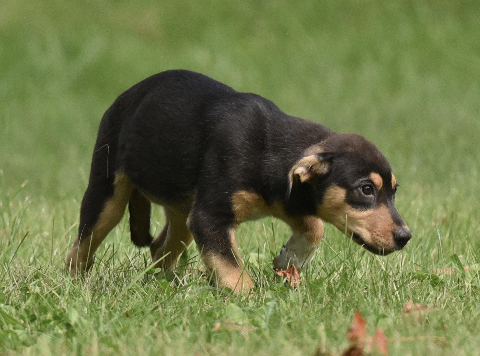 Enlarge Tulip, a Adoptable mixed breed in Mechanicsburg, PA image 1/3
