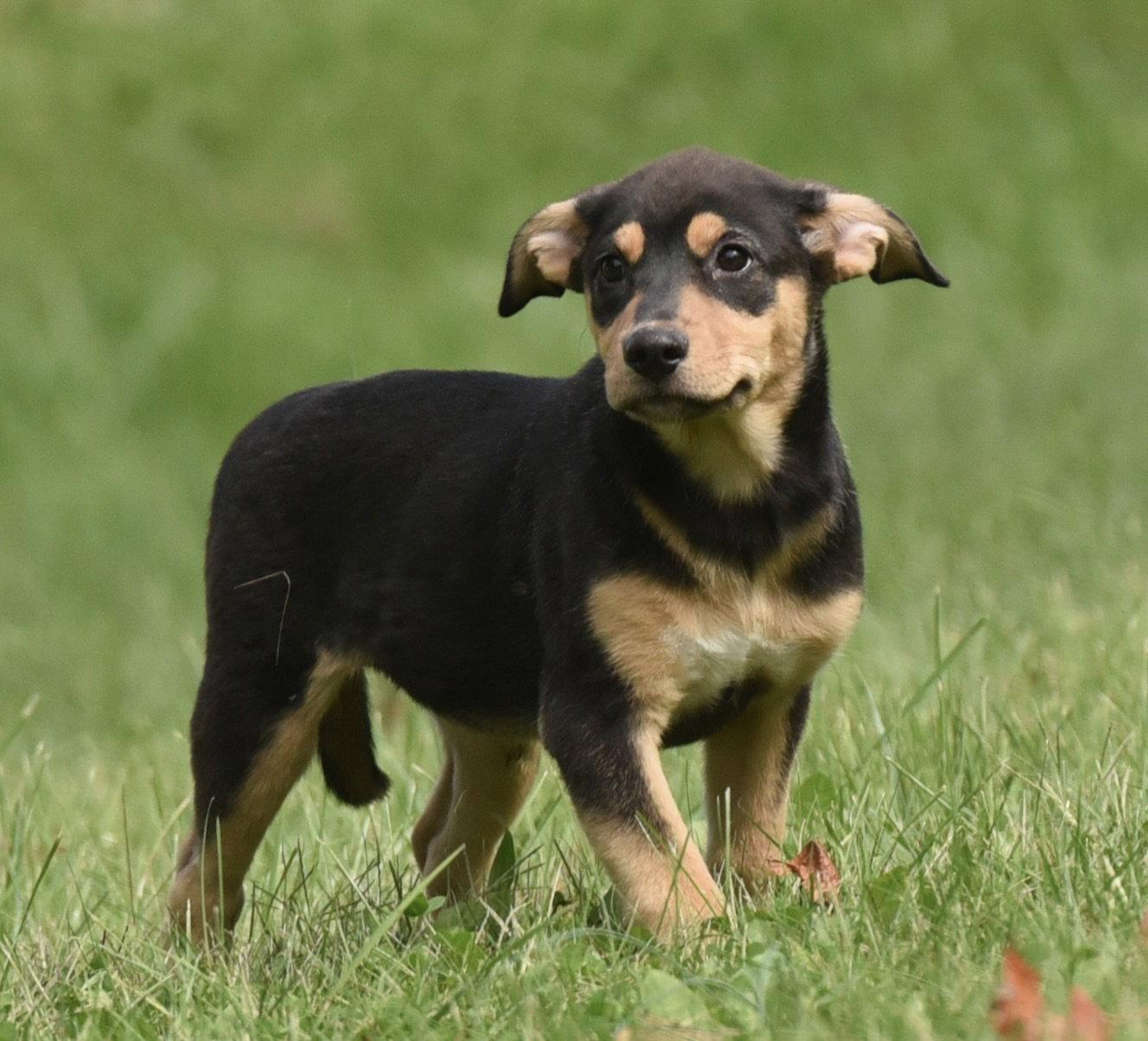 Enlarge Tulip, a Adoptable mixed breed in Mechanicsburg, PA image 2/3