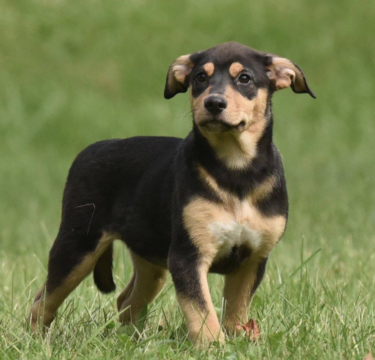 Enlarge Tulip, a Adoptable mixed breed in Mechanicsburg, PA image 3/3