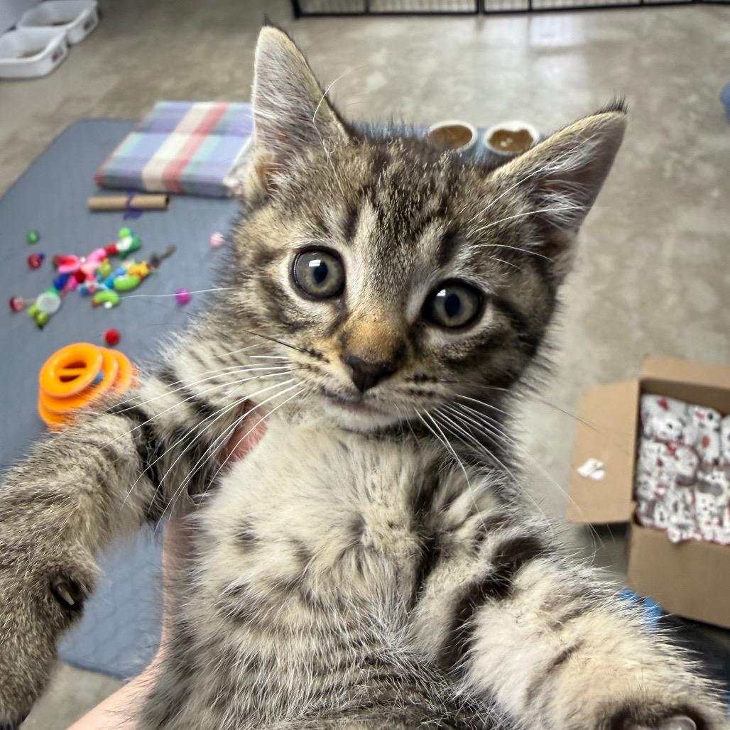 Chili, Adoptable, Kitten Female Domestic Short Hair.