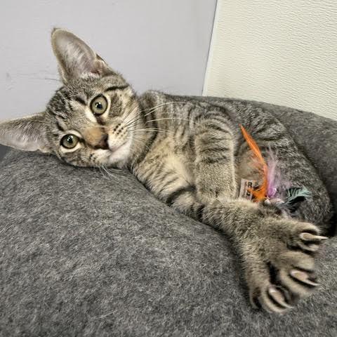 Chili Dog, Adoptable, Kitten Male Domestic Short Hair.