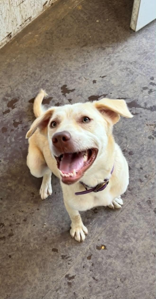 Enlarge Skye, a Adoptable Mixed Breed in Heuvelton, NY image 1/6