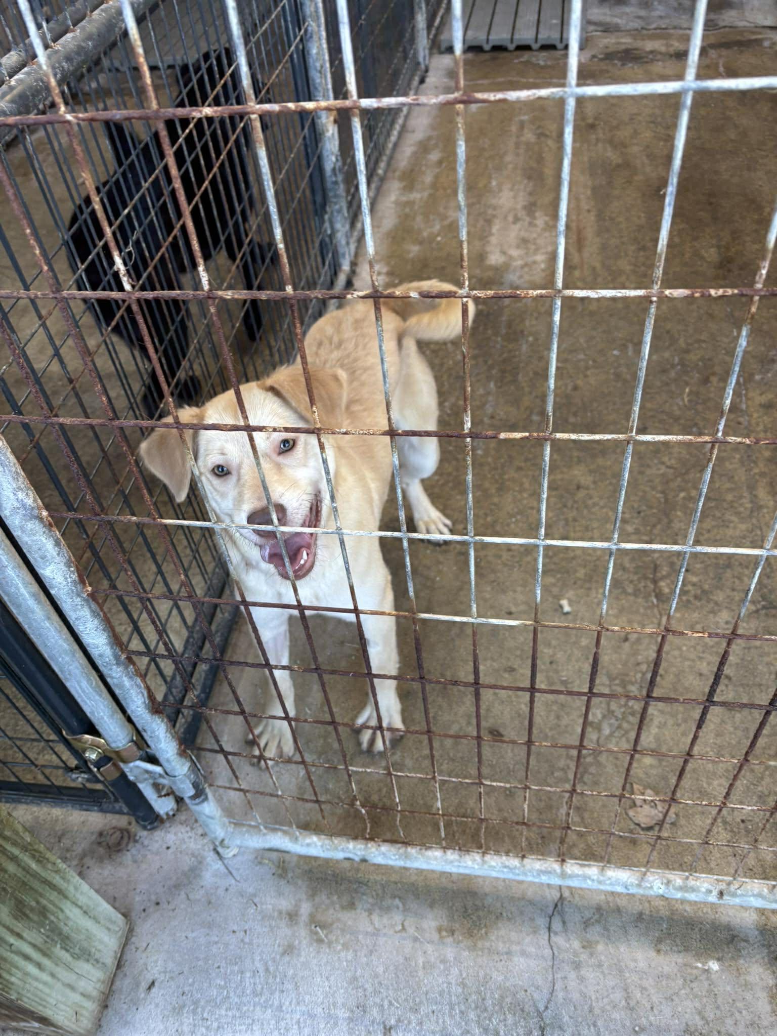 Enlarge Skye, a Adoptable Mixed Breed in Heuvelton, NY image 1/3